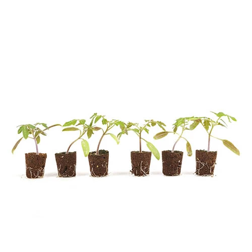 Cherry Tomato 'Sungold' 7 Cherry Tomato 'Sungold' - Image 5