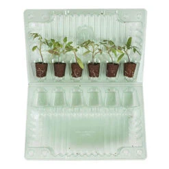 Cherry Tomato 'Sungold' 14 Cherry Tomato 'Sungold' -OWL Plant Shop 370043 5