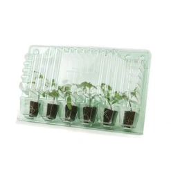 Cherry Tomato 'Sungold' 15 Cherry Tomato 'Sungold' -OWL Plant Shop 370043 6