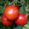 Tomato 'Moneymaker' 1 Tomato 'Moneymaker' -OWL Plant Shop 370087