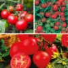 Tomato Collection 1 Tomato Collection -OWL Plant Shop 370092
