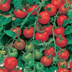 Tomato Collection 8 Tomato Collection -OWL Plant Shop 370092 2