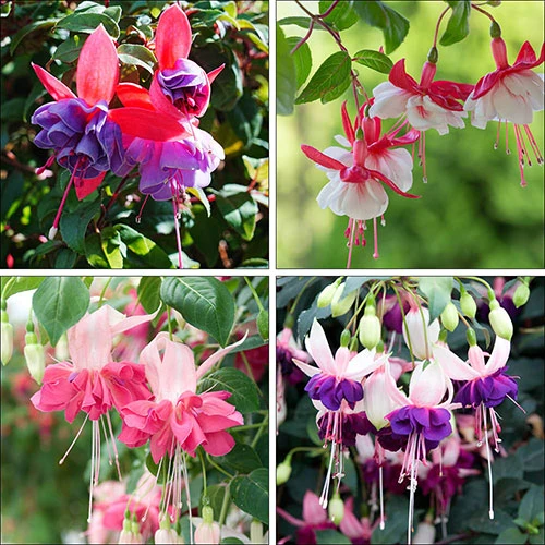 American Fuchsia Collection 4 American Fuchsia Collection - Image 2