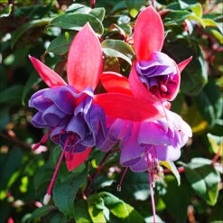 American Fuchsia Collection 11 American Fuchsia Collection -OWL Plant Shop 400072 2