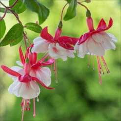 American Fuchsia Collection 12 American Fuchsia Collection -OWL Plant Shop 400072 3