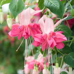 American Fuchsia Collection 13 American Fuchsia Collection -OWL Plant Shop 400072 4