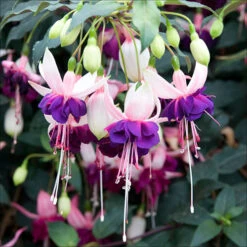 American Fuchsia Collection 14 American Fuchsia Collection -OWL Plant Shop 400072 5