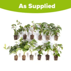 American Fuchsia Collection 15 American Fuchsia Collection -OWL Plant Shop 400072 6