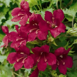 Lofos Burgundy Wine 9 Lofos Burgundy Wine -OWL Plant Shop 400087 2