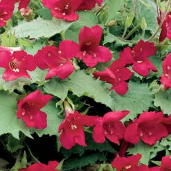 Lofos Burgundy Wine 10 Lofos Burgundy Wine -OWL Plant Shop 400087 3