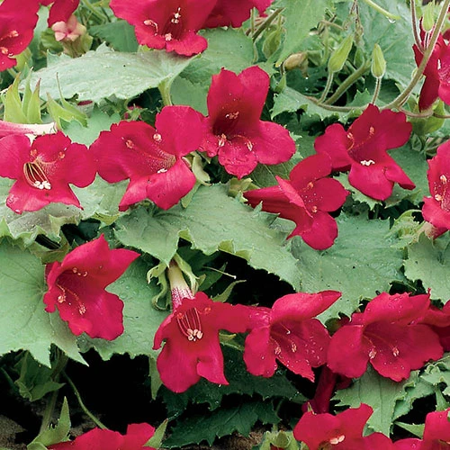 Lofos Burgundy Wine 6 Lofos Burgundy Wine - Image 4