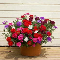 'Samira' Verbena Trailing Collection