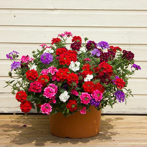 'Samira' Verbena Trailing Collection 3 'Samira' Verbena Trailing Collection