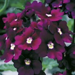 'Samira' Verbena Trailing Collection 10 'Samira' Verbena Trailing Collection -OWL Plant Shop 400088 2