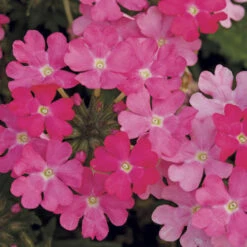 'Samira' Verbena Trailing Collection 11 'Samira' Verbena Trailing Collection -OWL Plant Shop 400088 3