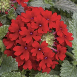 'Samira' Verbena Trailing Collection 12 'Samira' Verbena Trailing Collection -OWL Plant Shop 400088 4