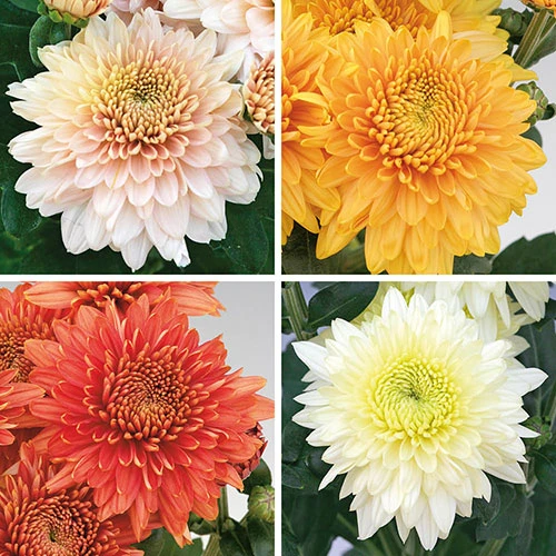 Chrysanthemum 'Garden Spray' Collection 3 Chrysanthemum 'Garden Spray' Collection