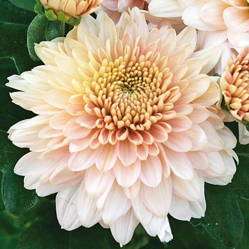 Chrysanthemum 'Garden Spray' Collection 4 Chrysanthemum 'Garden Spray' Collection - Image 2