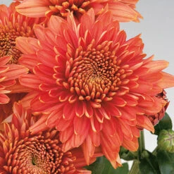 Chrysanthemum 'Garden Spray' Collection 10 Chrysanthemum 'Garden Spray' Collection -OWL Plant Shop 400089 3
