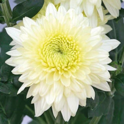 Chrysanthemum 'Garden Spray' Collection 11 Chrysanthemum 'Garden Spray' Collection -OWL Plant Shop 400089 4