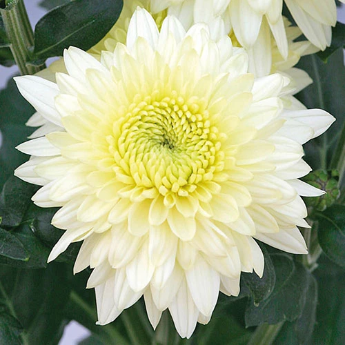 Chrysanthemum 'Garden Spray' Collection 7 Chrysanthemum 'Garden Spray' Collection - Image 5