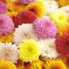 Chrysanthemum 'Garden Bloom' Collection 1 Chrysanthemum 'Garden Bloom' Collection -OWL Plant Shop 400090