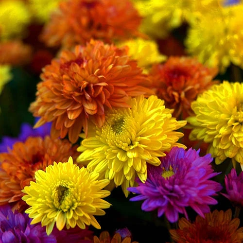 Chrysanthemum 'Garden Bloom' Collection 3 Chrysanthemum 'Garden Bloom' Collection - Image 2