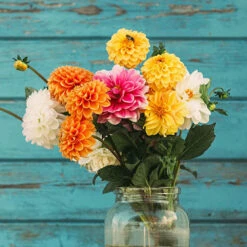 Chrysanthemum 'Garden Bloom' Collection 10 Chrysanthemum 'Garden Bloom' Collection -OWL Plant Shop 400090 2