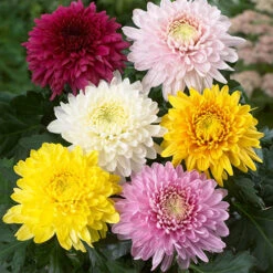 Chrysanthemum 'Garden Bloom' Collection 11 Chrysanthemum 'Garden Bloom' Collection -OWL Plant Shop 400090 3