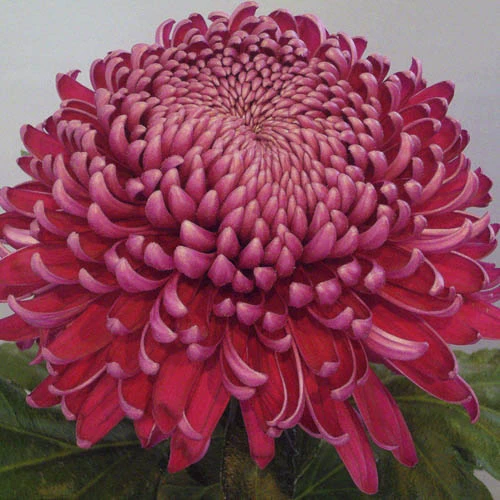 Chrysanthemum 'Garden Bloom' Collection 6 Chrysanthemum 'Garden Bloom' Collection - Image 5