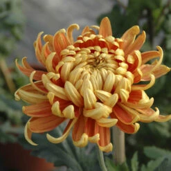 Chrysanthemum 'Garden Bloom' Collection 13 Chrysanthemum 'Garden Bloom' Collection -OWL Plant Shop 400090 5