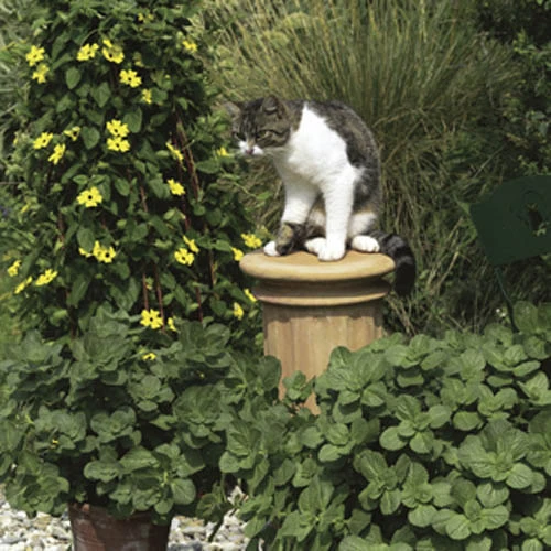 Coleus Canina 'Scardy Cat Plant' 5 Coleus Canina 'Scardy Cat Plant' - Image 3