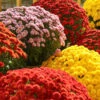 Chrysanthemum 'Garden Mums' Collection 1 Chrysanthemum 'Garden Mums' Collection -OWL Plant Shop 400161