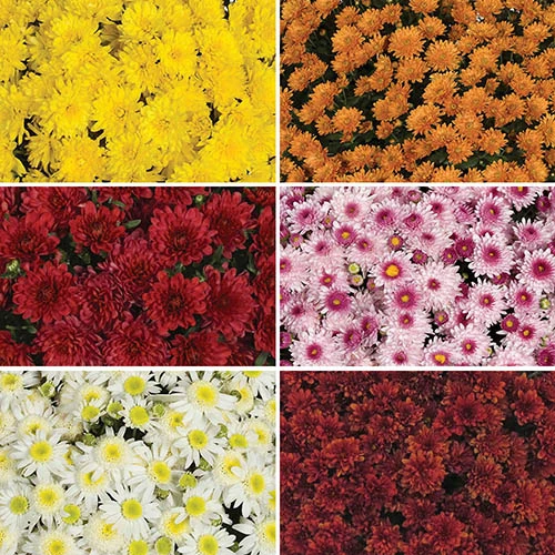 Chrysanthemum 'Garden Mums' Collection 4 Chrysanthemum 'Garden Mums' Collection - Image 2