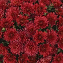 Chrysanthemum 'Garden Mums' Collection 15 Chrysanthemum 'Garden Mums' Collection -OWL Plant Shop 400161 4