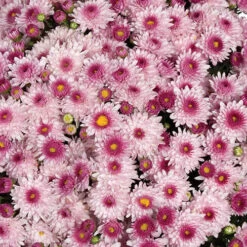 Chrysanthemum 'Garden Mums' Collection 16 Chrysanthemum 'Garden Mums' Collection -OWL Plant Shop 400161 5
