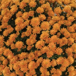 Chrysanthemum 'Garden Mums' Collection 17 Chrysanthemum 'Garden Mums' Collection -OWL Plant Shop 400161 6
