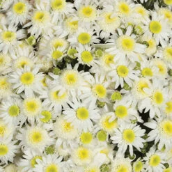 Chrysanthemum 'Garden Mums' Collection 18 Chrysanthemum 'Garden Mums' Collection -OWL Plant Shop 400161 7