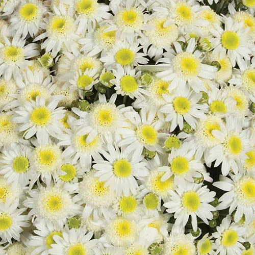 Chrysanthemum 'Garden Mums' Collection 10 Chrysanthemum 'Garden Mums' Collection - Image 8