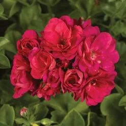 Geranium Rosebud Collection 10 Geranium Rosebud Collection -OWL Plant Shop 400211 2