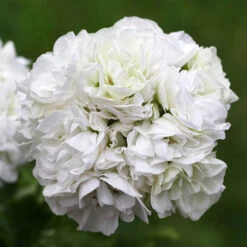 Geranium Rosebud Collection 11 Geranium Rosebud Collection -OWL Plant Shop 400211 3