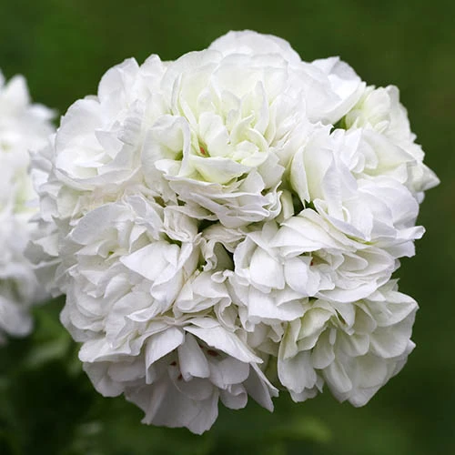 Geranium Rosebud Collection 6 Geranium Rosebud Collection - Image 4