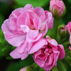 Geranium Rosebud Collection 12 Geranium Rosebud Collection -OWL Plant Shop 400211 4