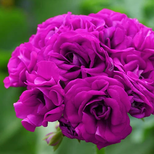 Geranium Rosebud Collection 8 Geranium Rosebud Collection - Image 6