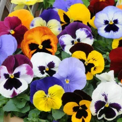 Pansy 'Matrix' Mix