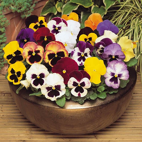 Pansy 'Matrix' Mix 4 Pansy 'Matrix' Mix - Image 2