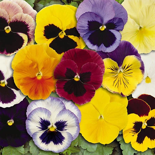Pansy 'Matrix' Mix 5 Pansy 'Matrix' Mix - Image 3