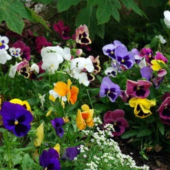 Pansy 'Matrix' Mix 11 Pansy 'Matrix' Mix -OWL Plant Shop 400373 4
