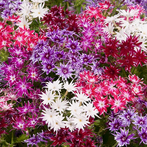 Phlox 'Popstars' Mix 3 Phlox 'Popstars' Mix