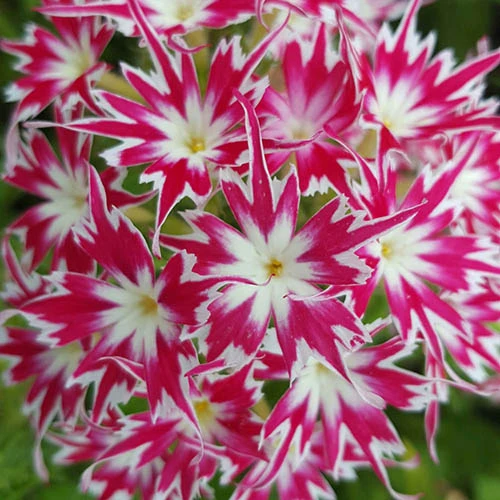 Phlox 'Popstars' Mix 4 Phlox 'Popstars' Mix - Image 2